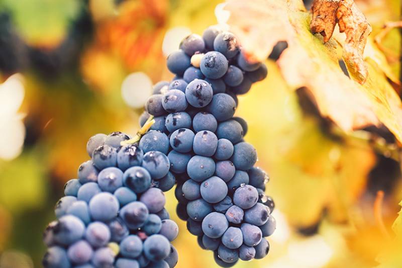 red ripe grapes in valley wineyard, agriculture harvest on late autumn
